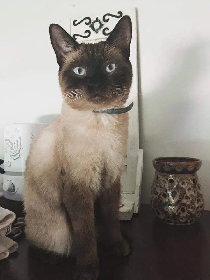 Lost cat in Saint Albans, WV, 25177