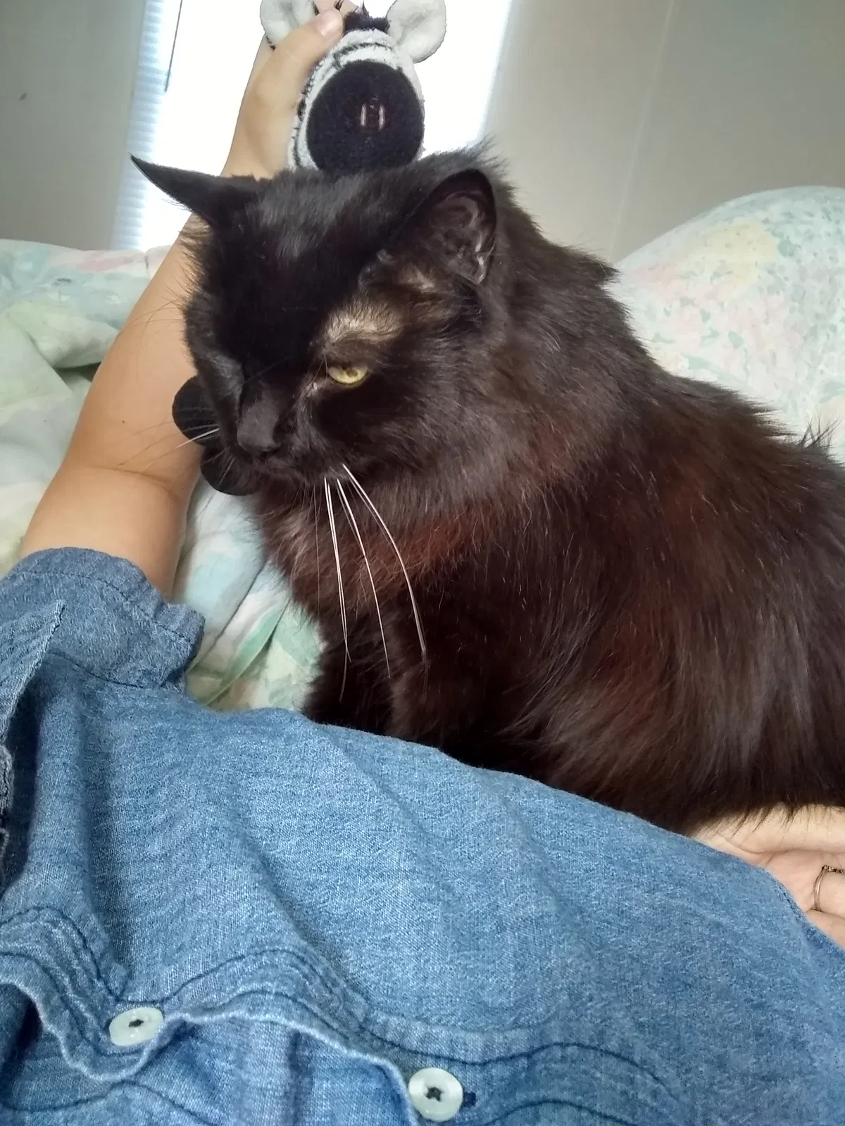 Lost cat in Killeen, TX, 76543