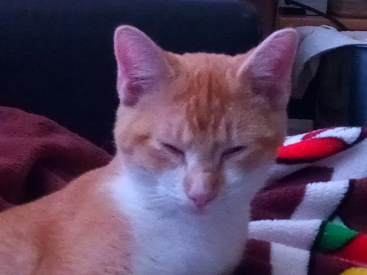 Lost cat in El Paso, TX, 79932