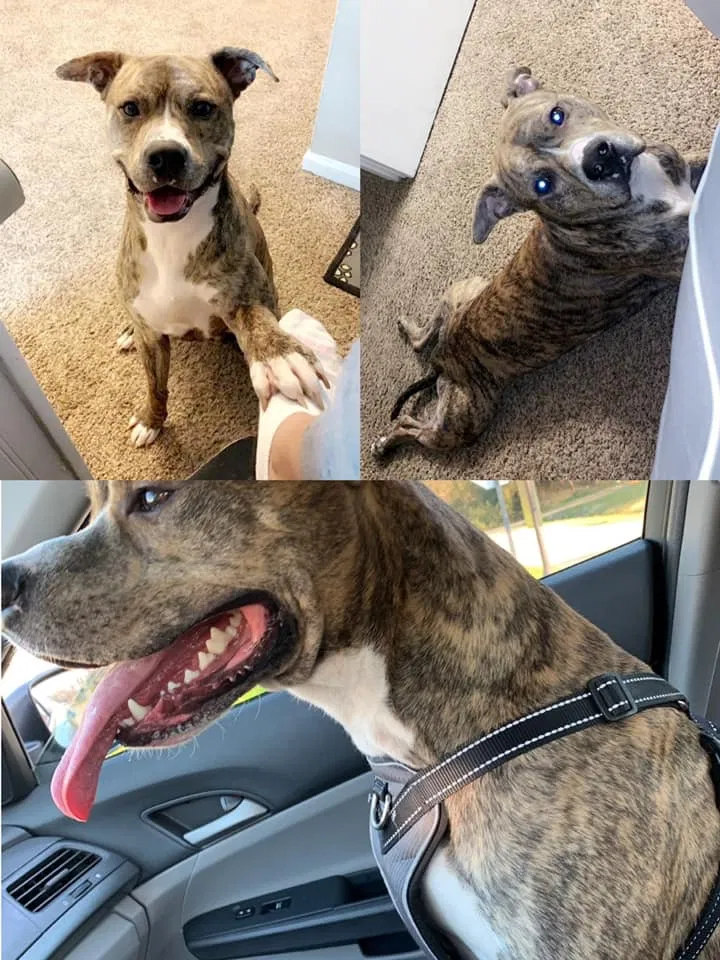 Lost dog in Spartanburg, SC, 29303