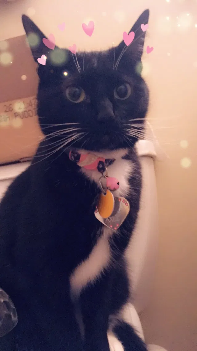 Lost cat in Evansville, IN, 47714