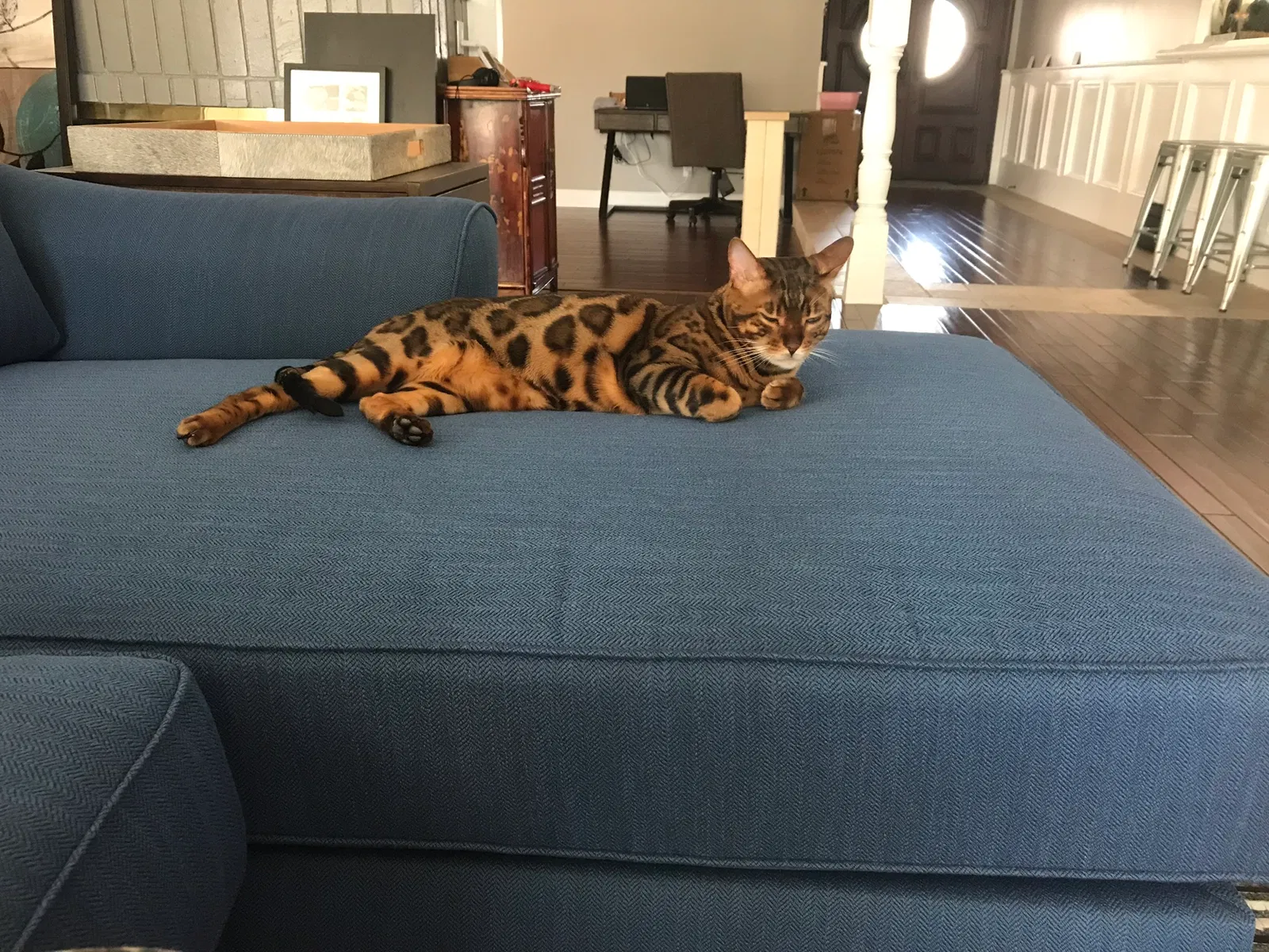 Lost cat in Chatsworth, CA, 91311