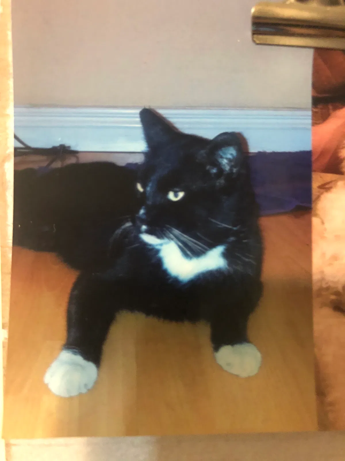 Lost cat in Van Nuys, CA, 91405