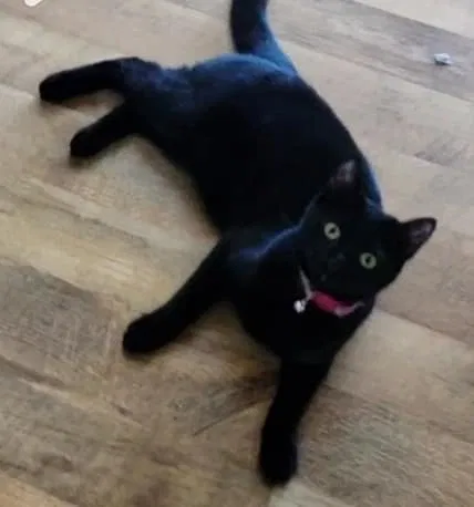 Lost cat in Calhoun, TN, 37309