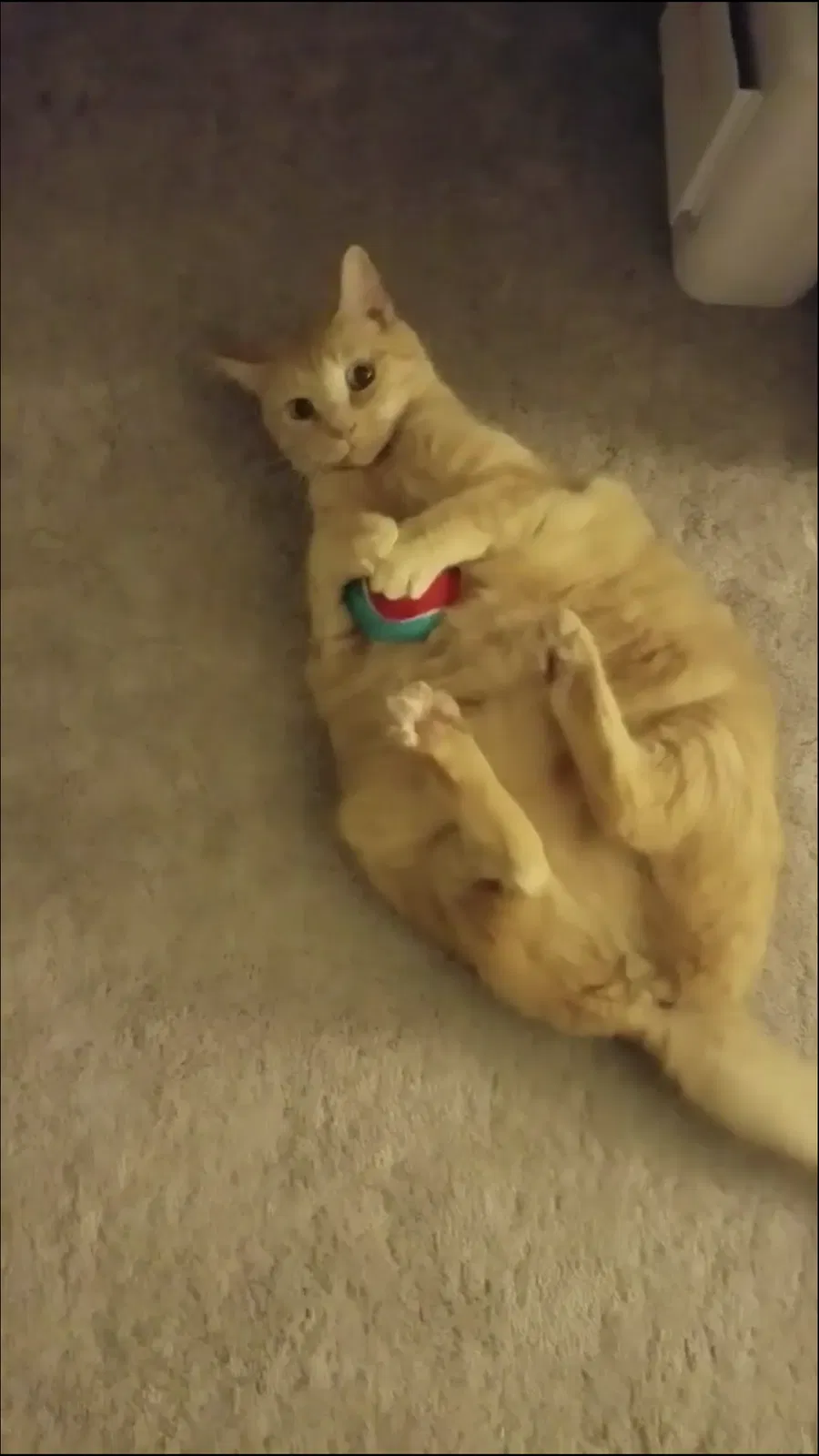 Lost cat in Simpsonville, SC, 29681