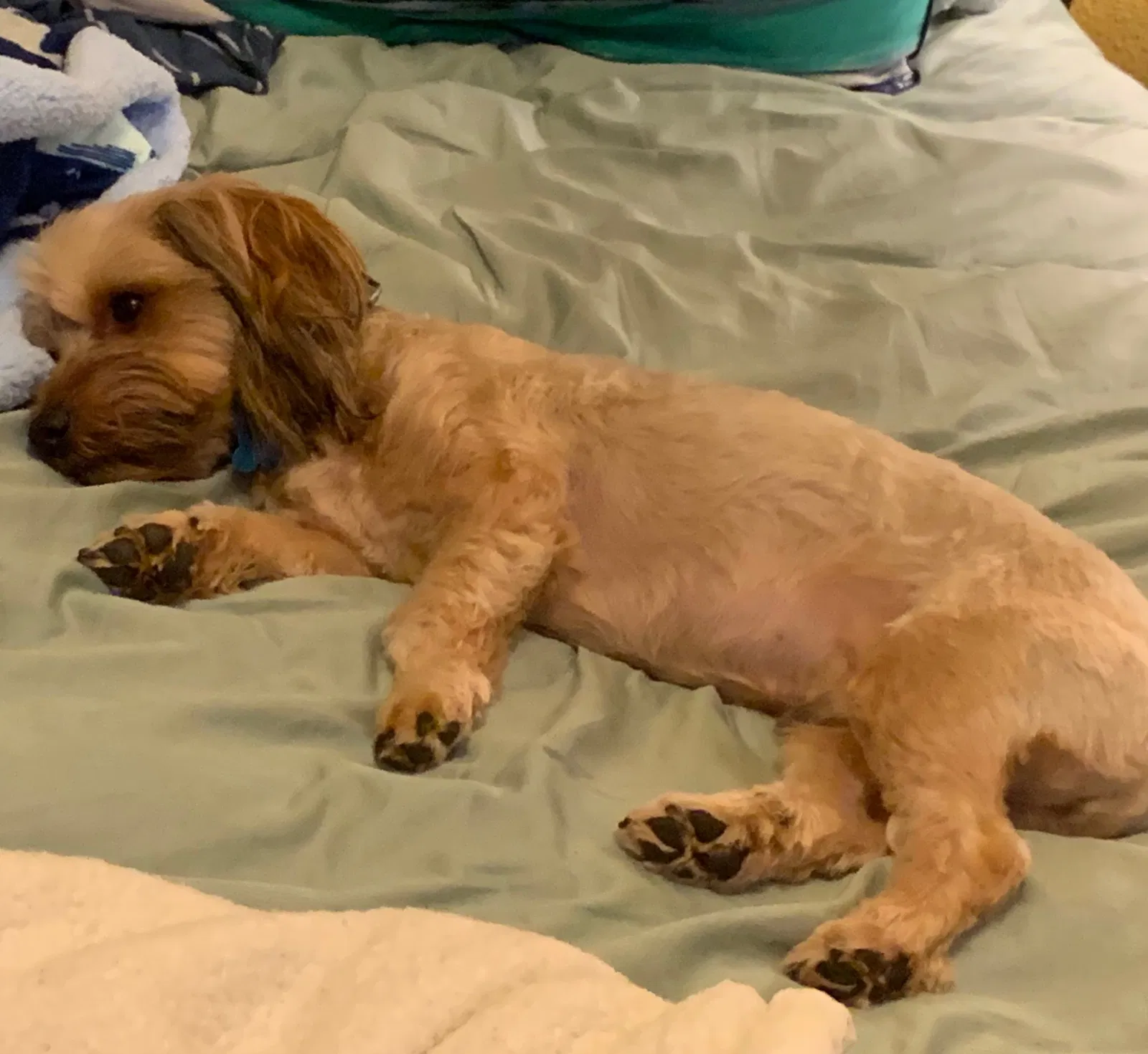 Lost dog in Visalia, CA, 93292