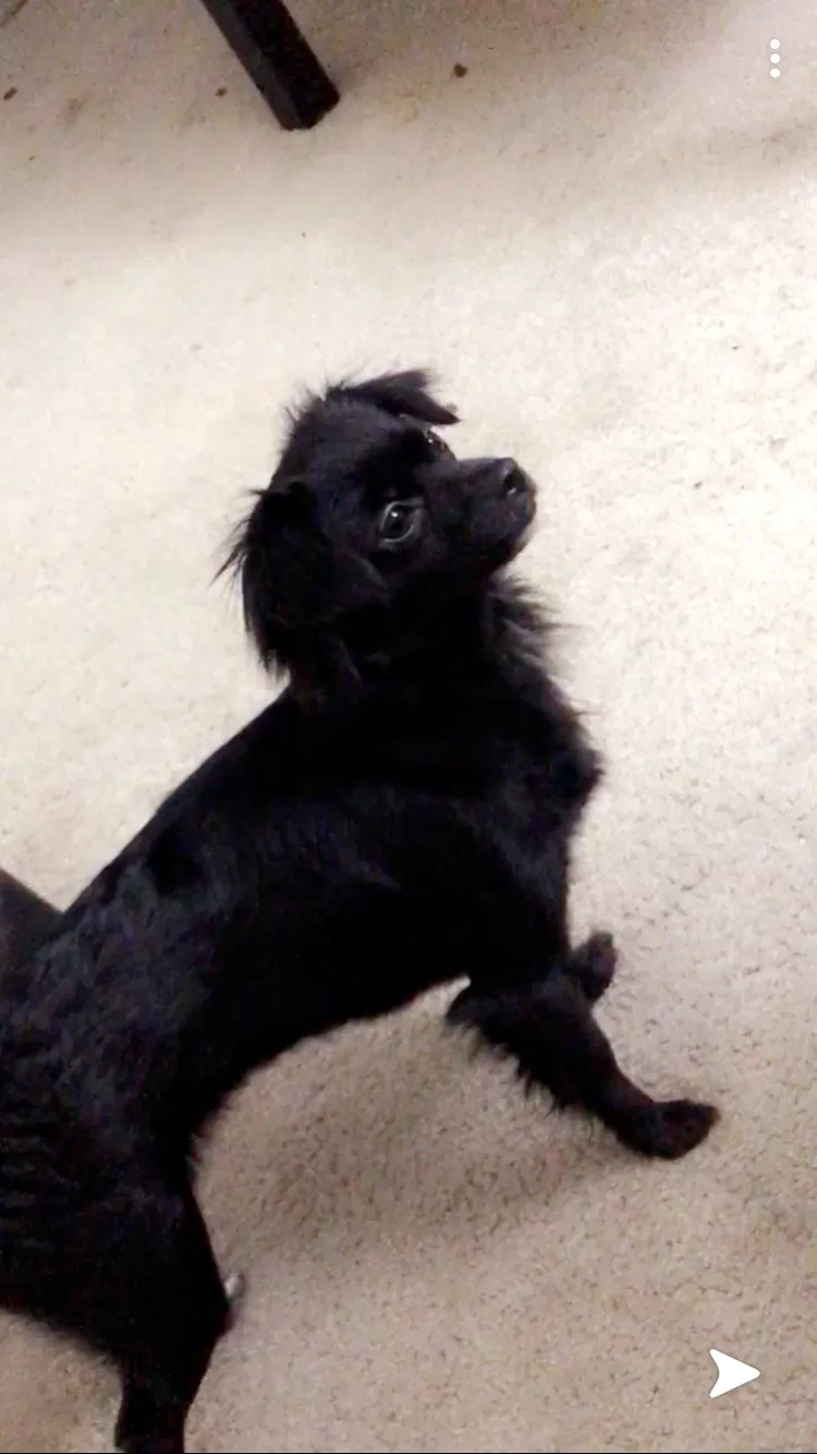 Lost dog in Indianapolis, IN, 46228
