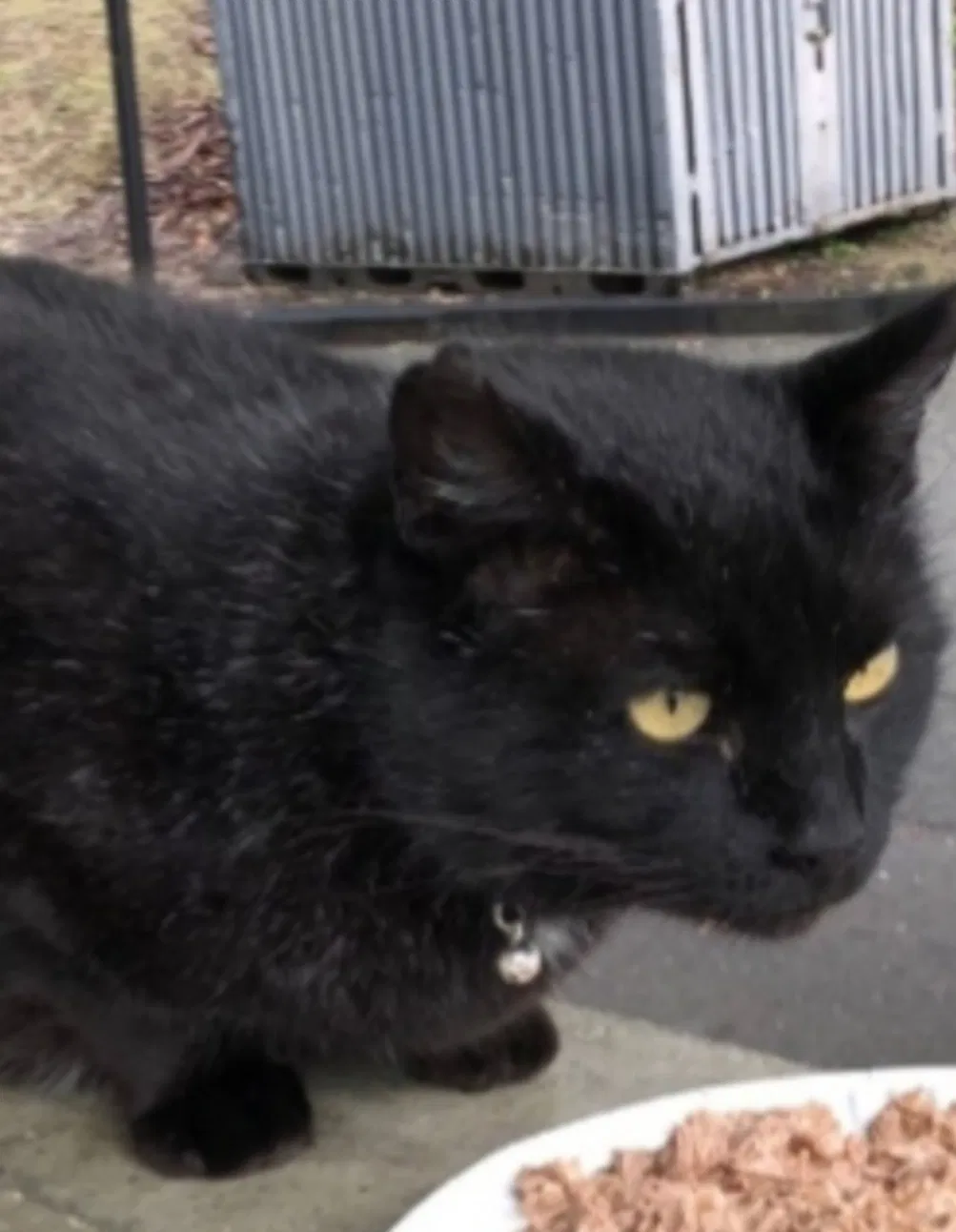 Lost cat in Sacramento, CA, 95820