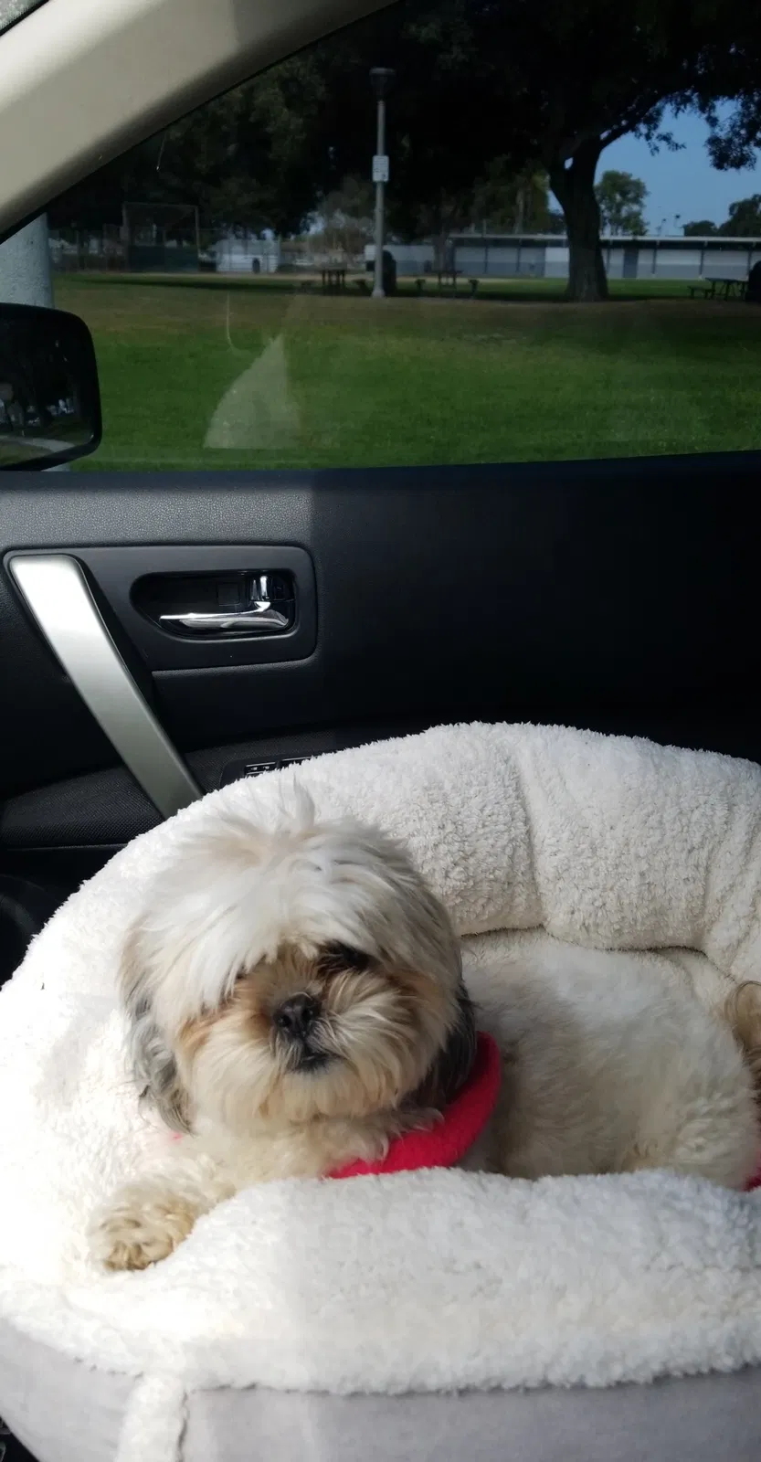 Lost dog in Long Beach, CA, 90805