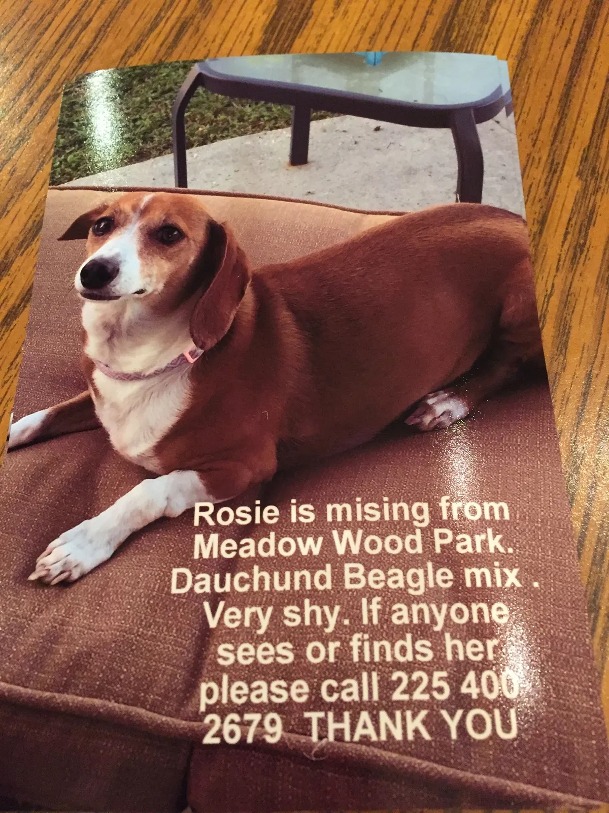 Lost dog in Denham Springs, LA, 70726