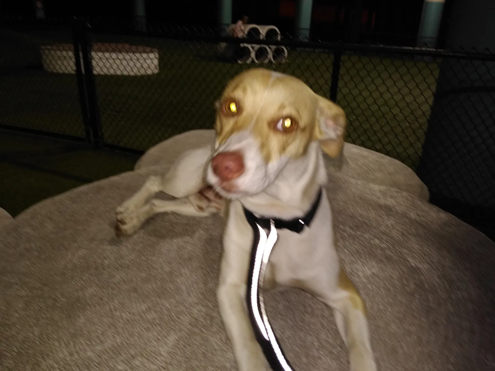 Lost dog in Tampa, FL, 33605