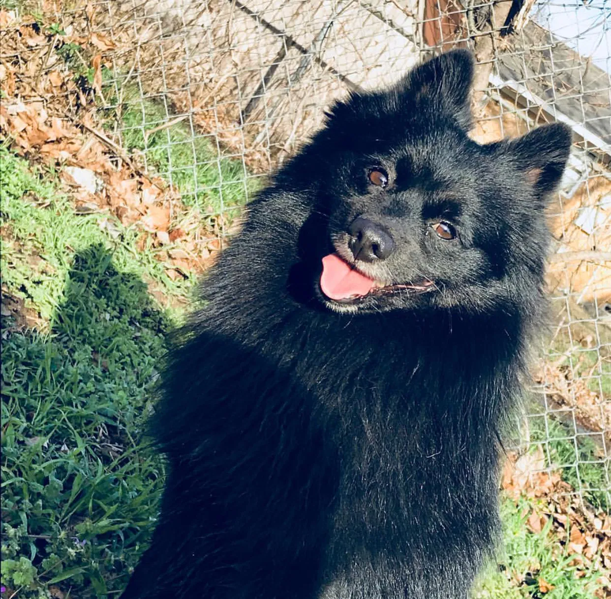 Lost dog in Garland, TX, 75040