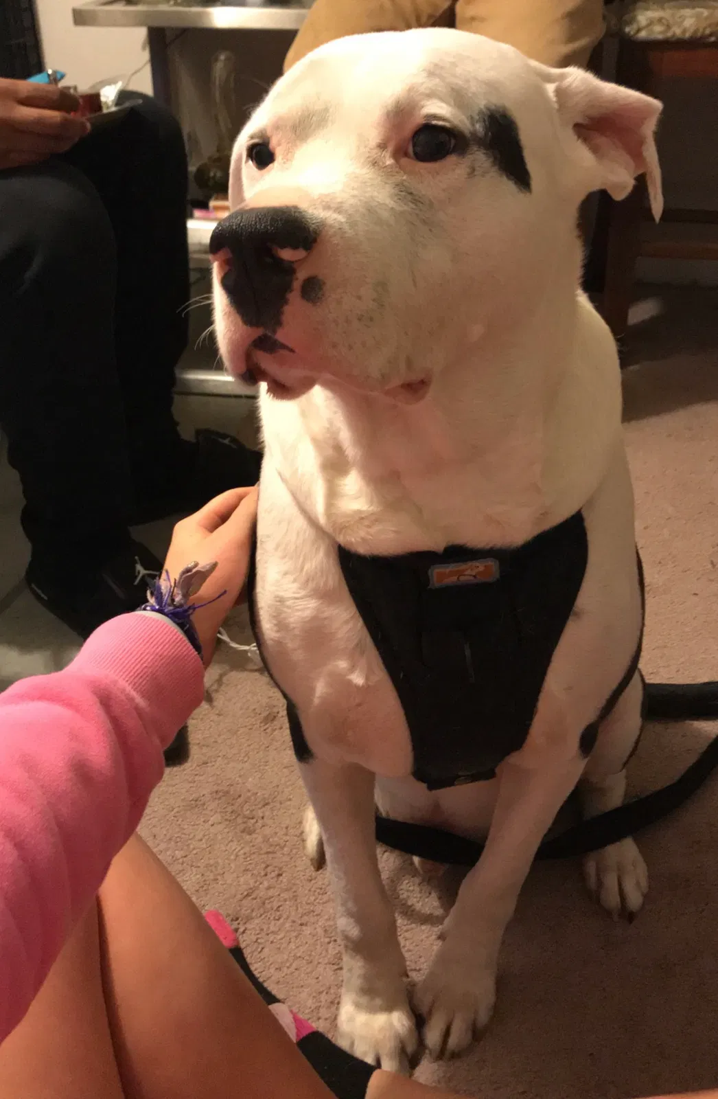 Lost dog in Jonesboro, GA, 30236