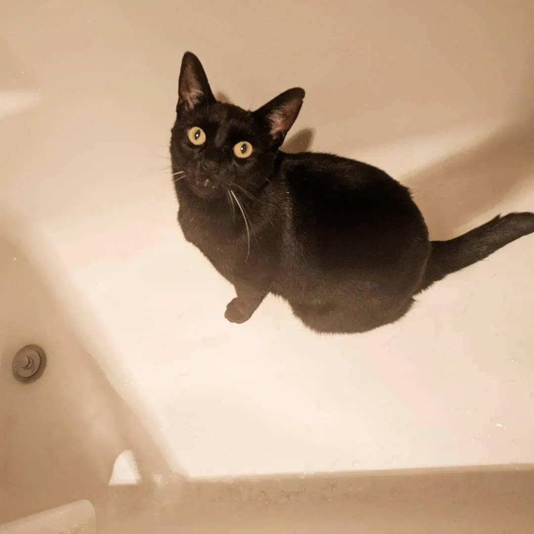 Lost cat in Vancouver, WA, 98663