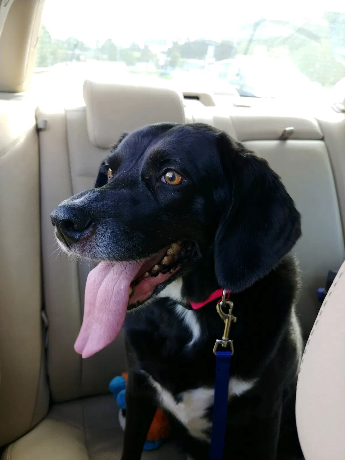 Lost dog in Chattanooga, TN, 37405