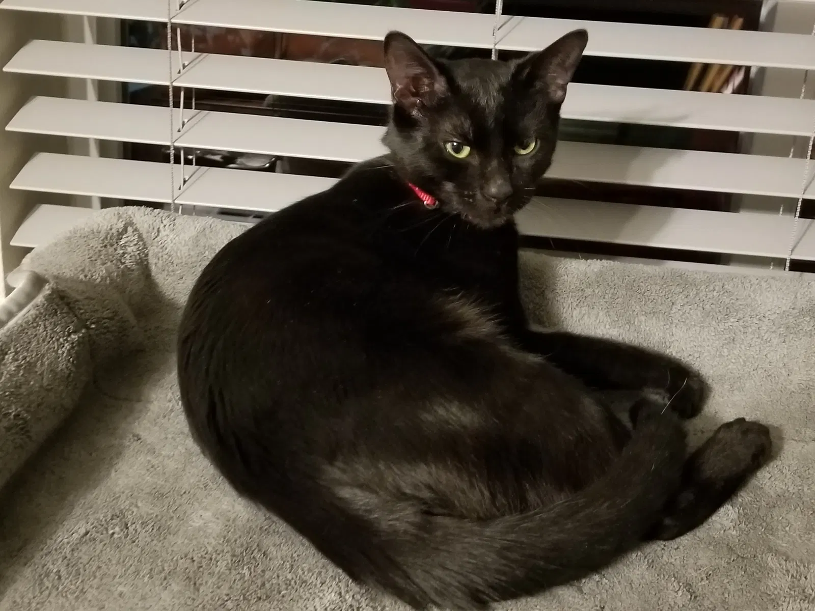 Lost cat in Athol, ID, 83801