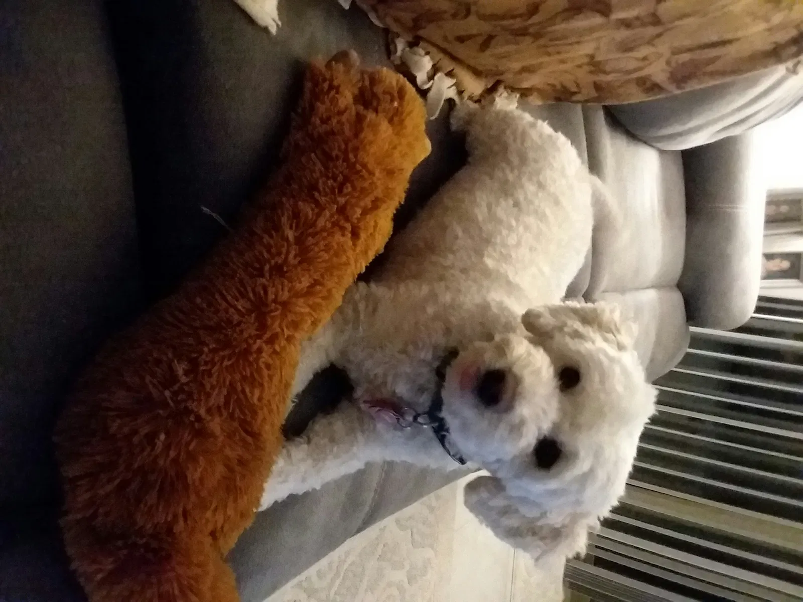 Lost dog in Buckeye, AZ, 85326