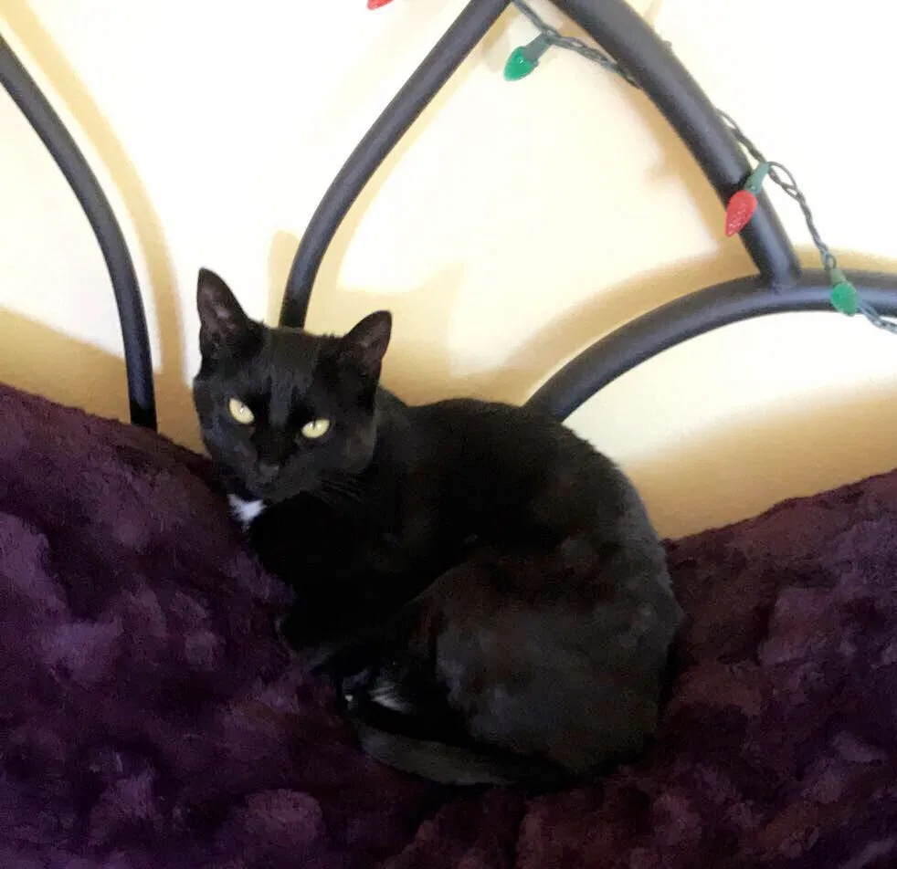 Lost cat in Pewaukee, WI, 53072