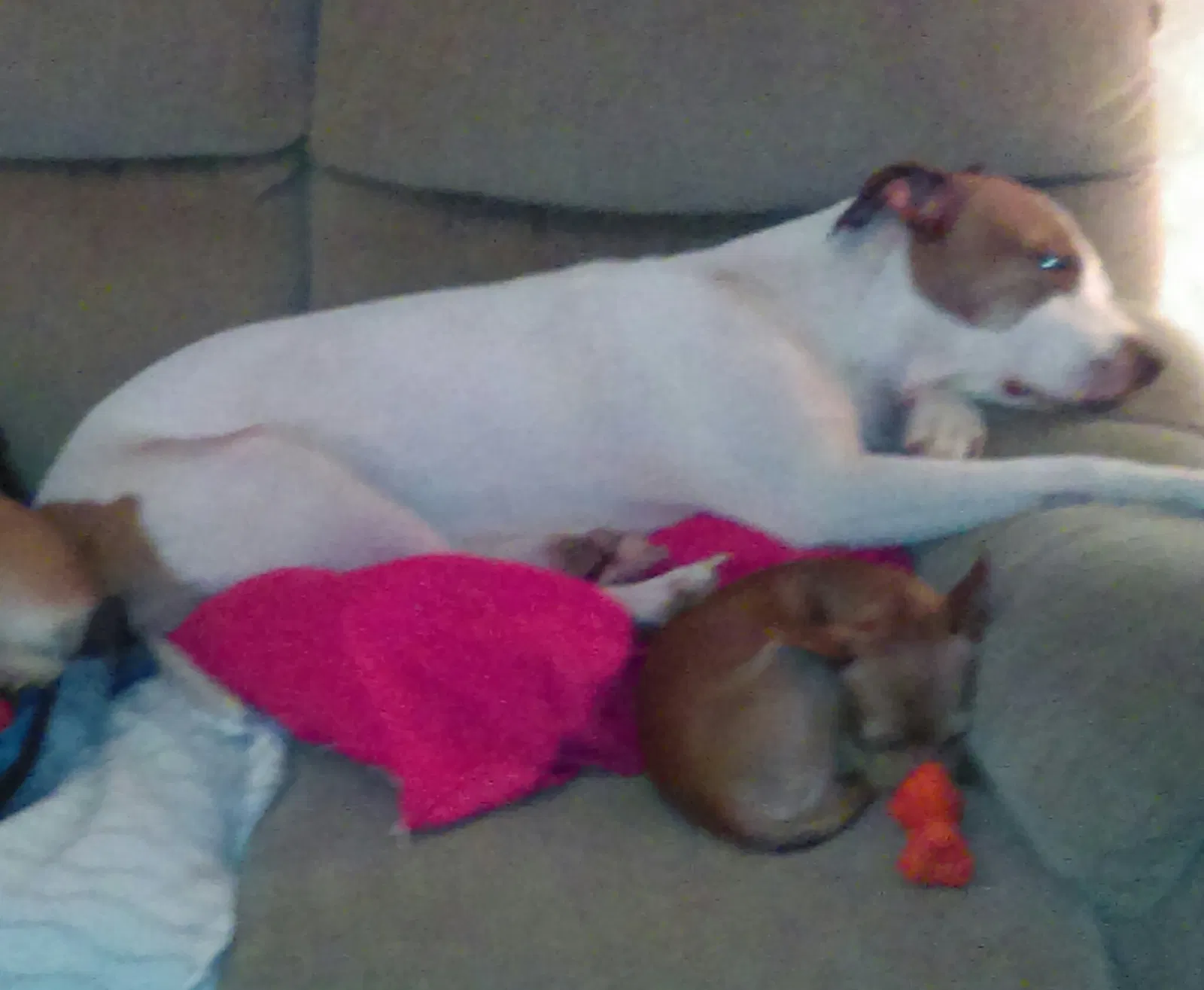 Lost dog in Akron, OH, 44314