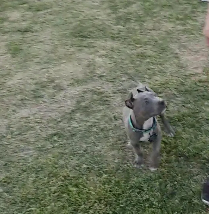 Lost dog in Bakersfield, CA, 93307