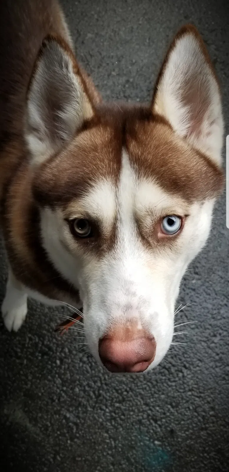 Lost dog in Los Angeles, CA, 90043