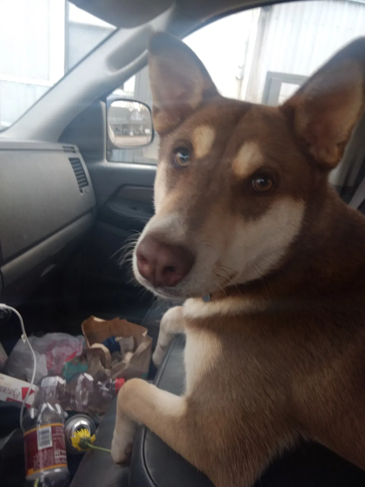 Lost dog in Verbena, AL, 36091