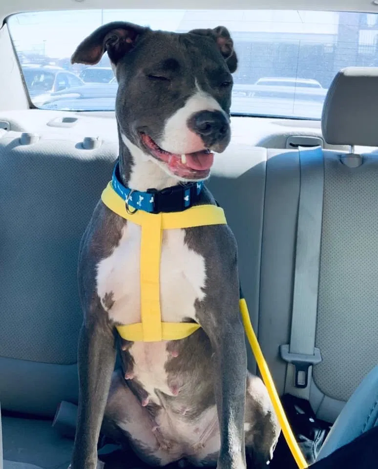 Lost dog in Olathe, KS, 66061