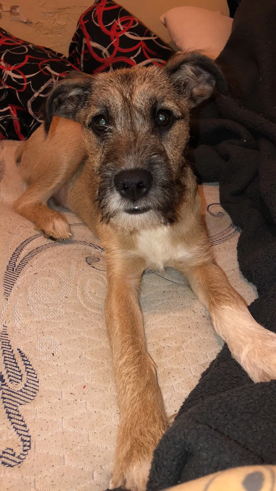 Lost dog in Pawnee, OK, 74058