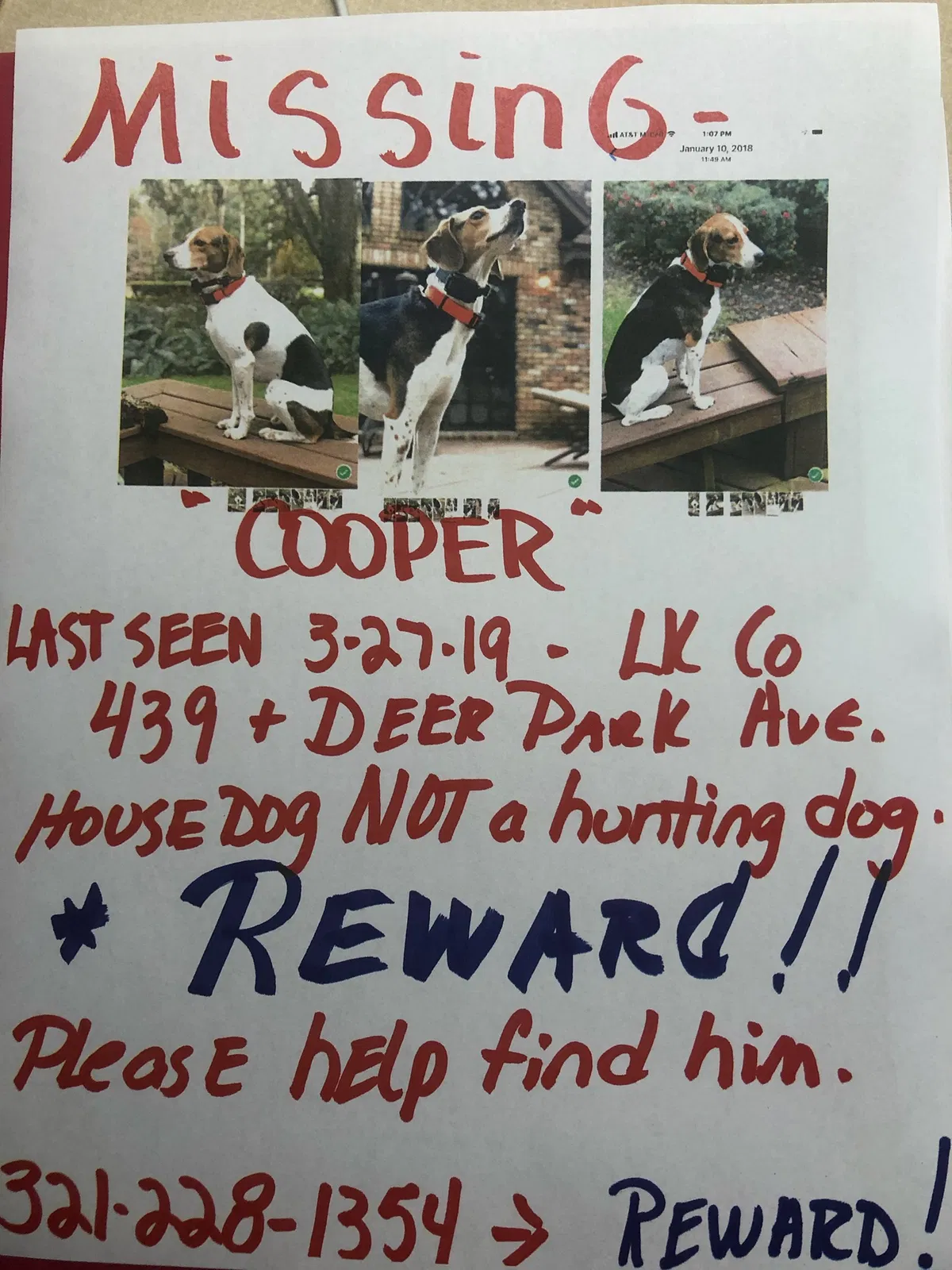 Lost dog in Eustis, FL, 32736