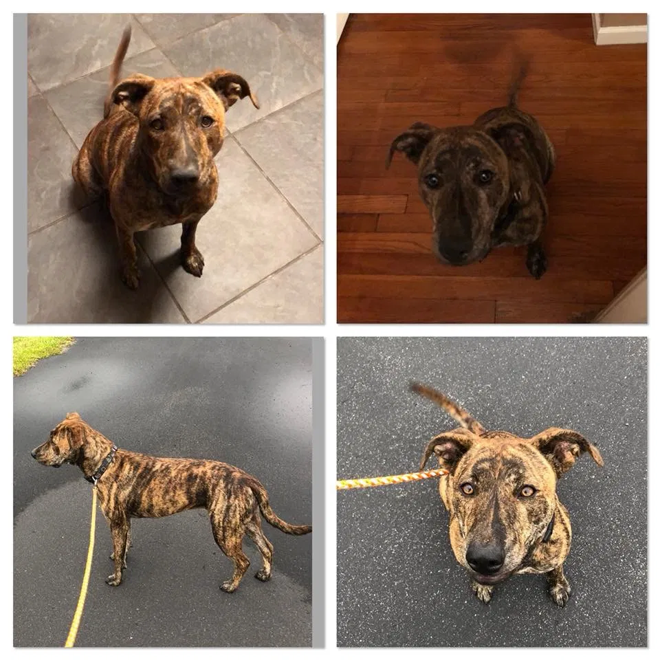 Lost dog in Lakeland, FL, 33803
