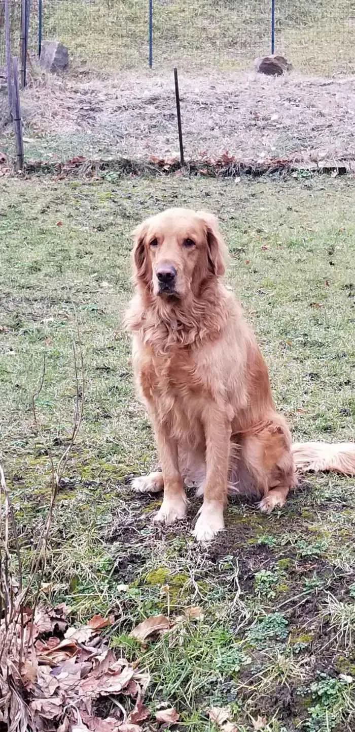 Lost dog in Johnstown, PA, 15906