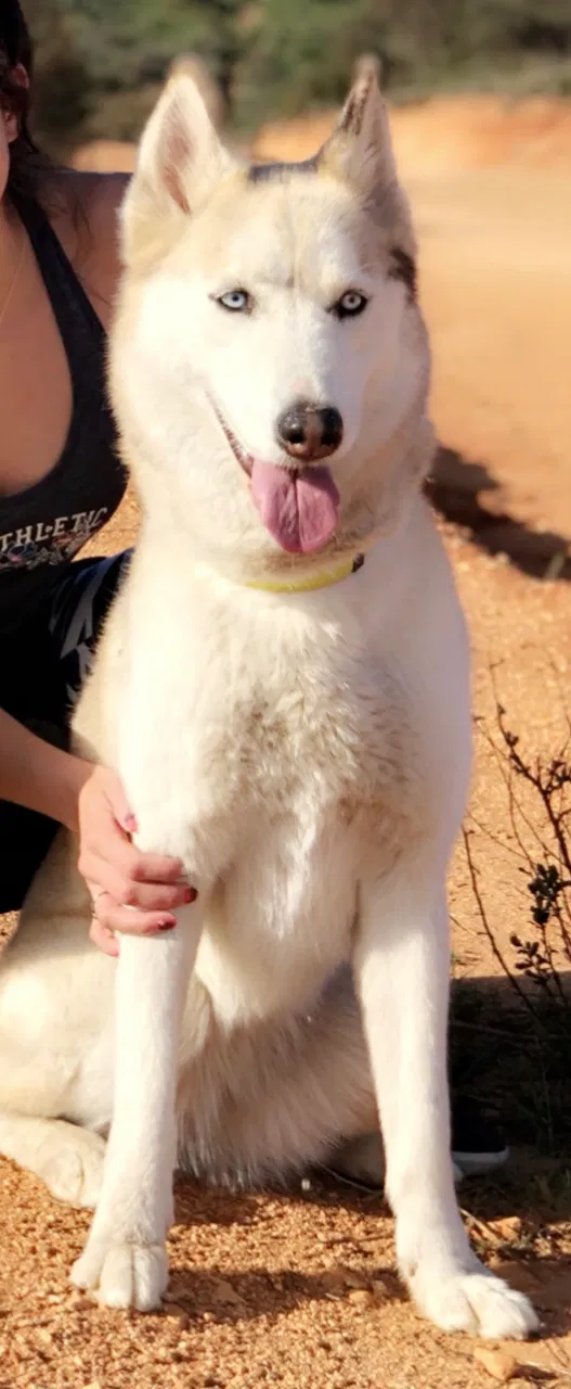 Lost dog in San Bernardino, CA, 92405