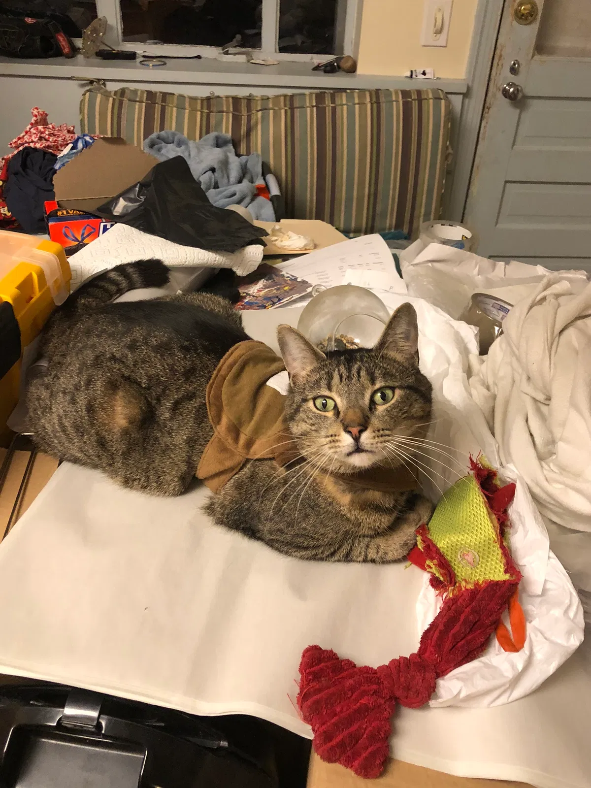 Lost cat in Bethesda, MD, 20817
