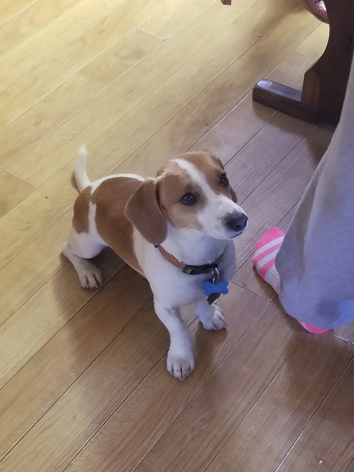 Lost dog in Greenbrier, AR, 72058