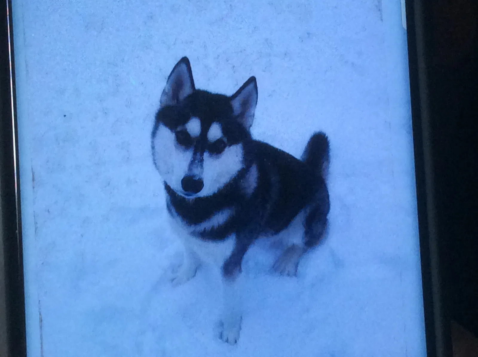 Lost dog in Orient, ME, 4471
