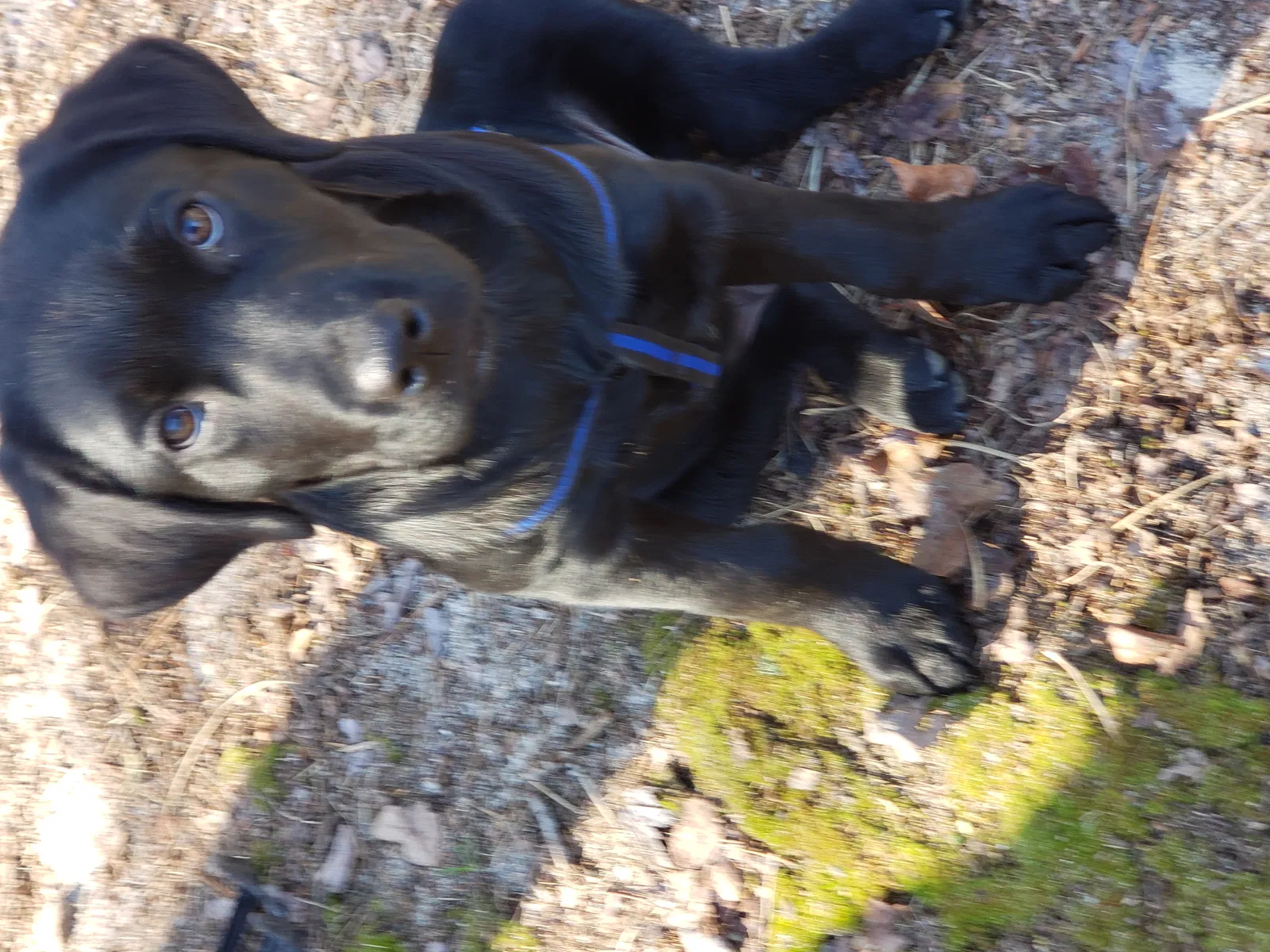 Lost dog in Elgin, SC, 29045