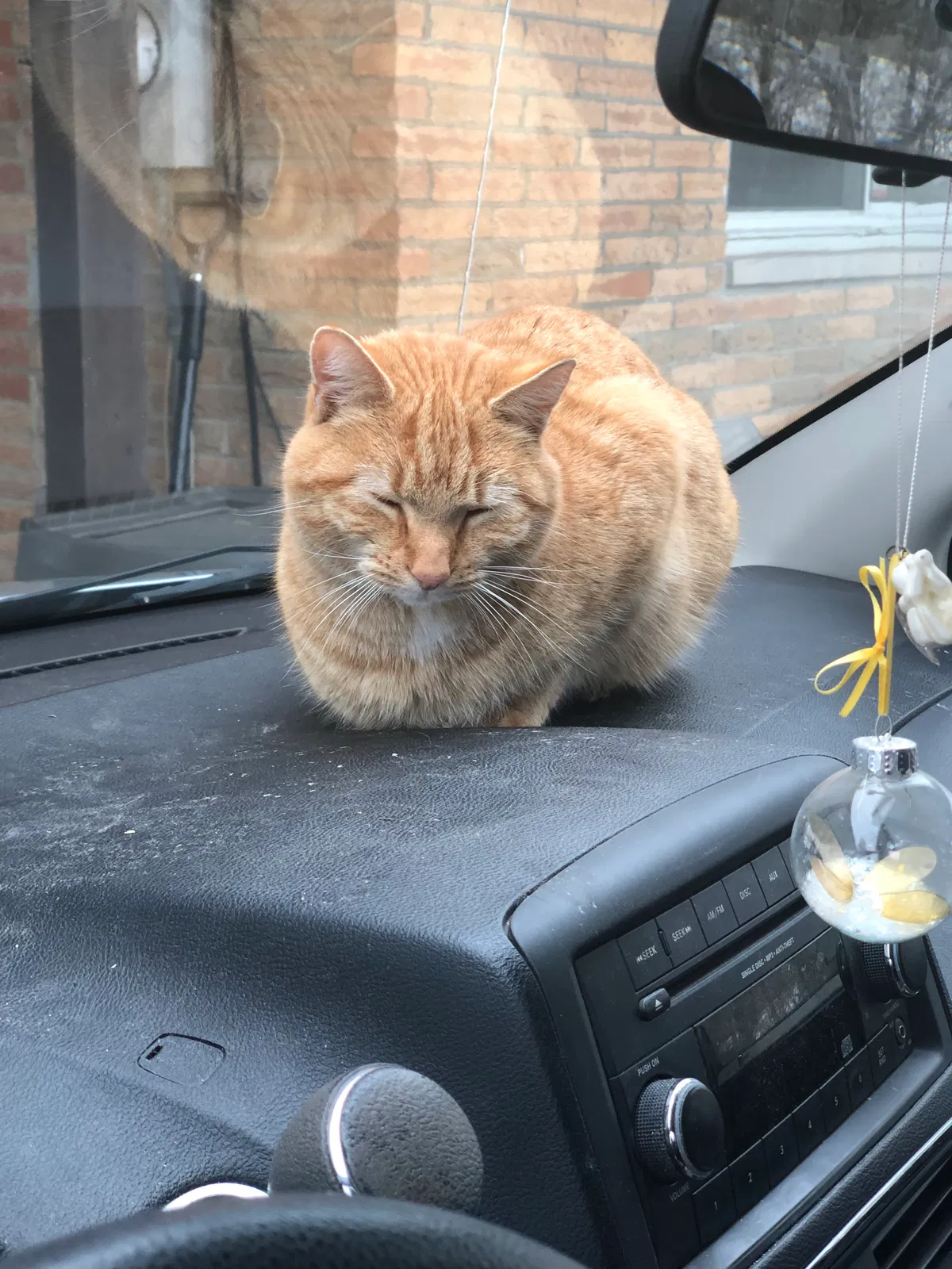 Lost cat in Springboro, OH, 45066