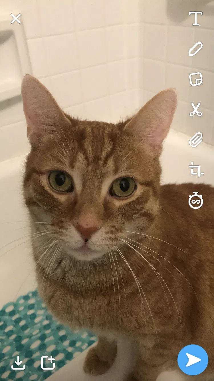 Lost cat in Wickliffe, OH, 44092