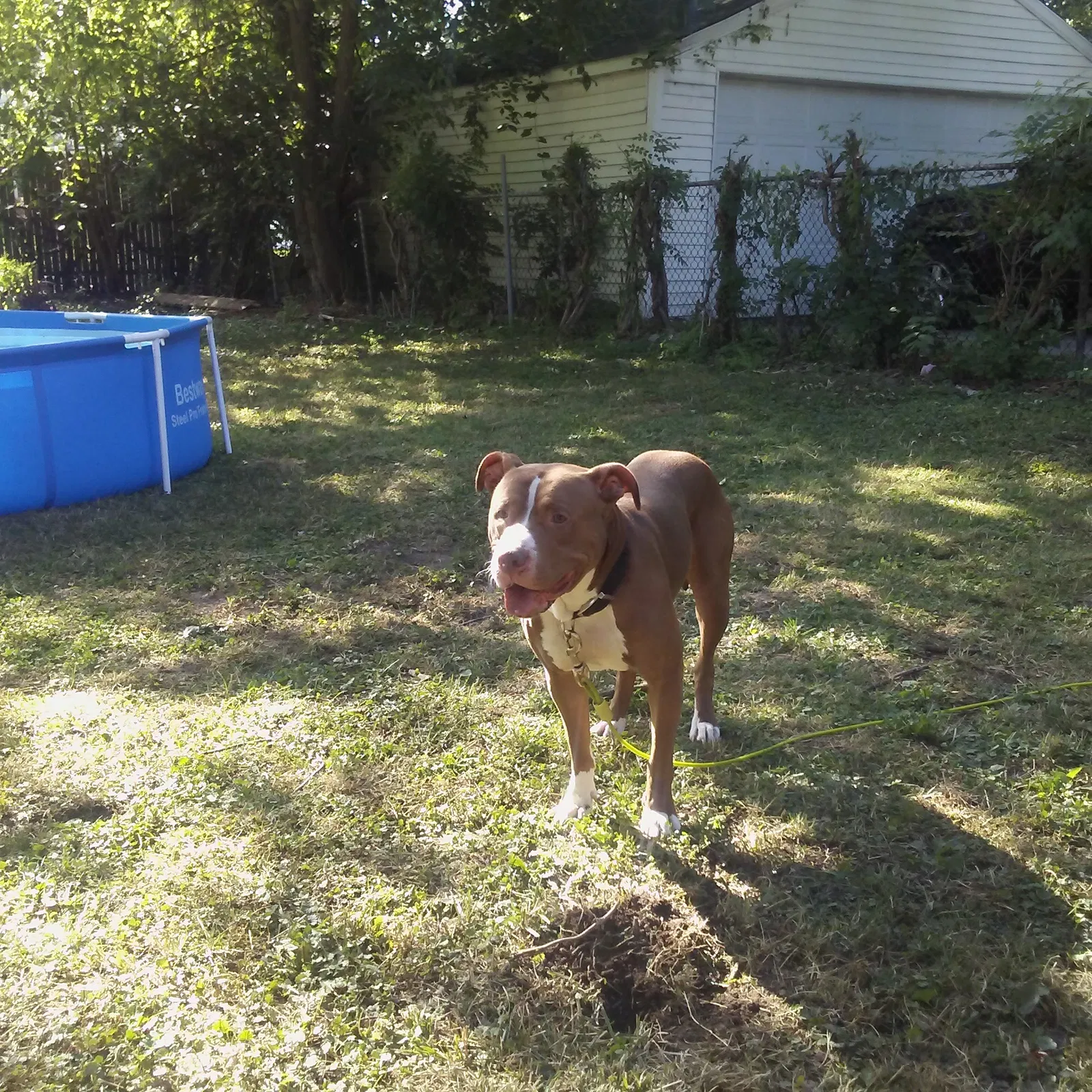 Lost dog in Detroit, MI, 48228