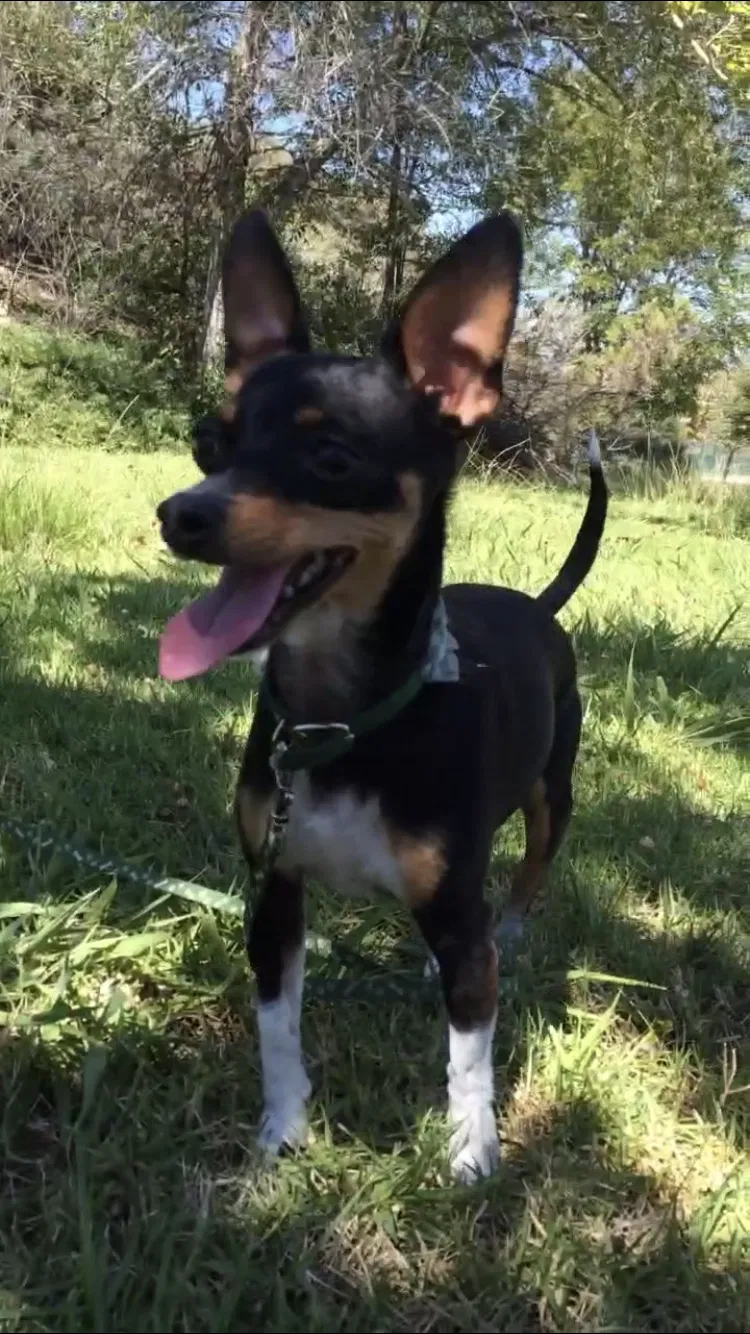 Lost dog in Sun Valley, CA, 91352