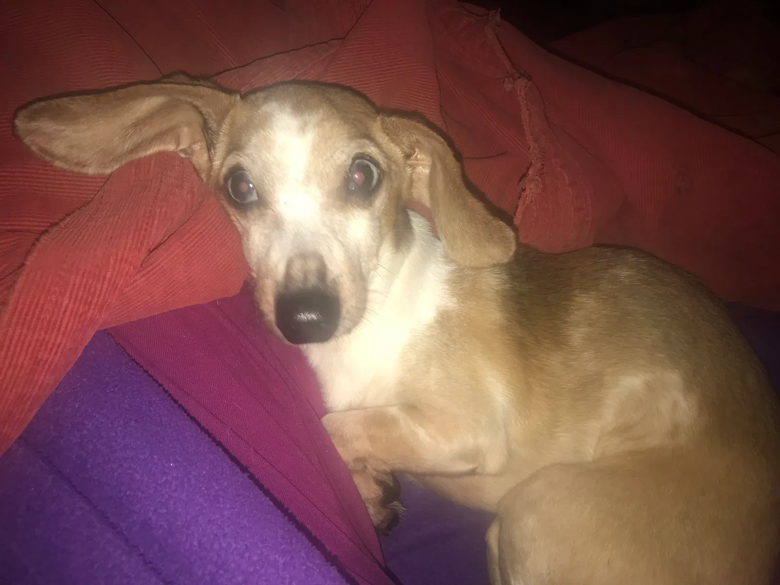 Lost dog in Chattanooga, TN, 37411