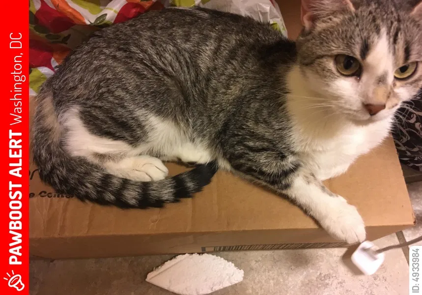 Lost cat in Washington, DC, 20002