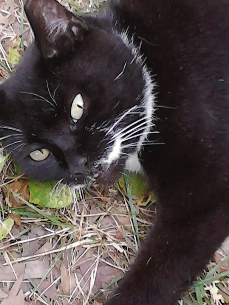 Lost cat in Washington, DC, 20002