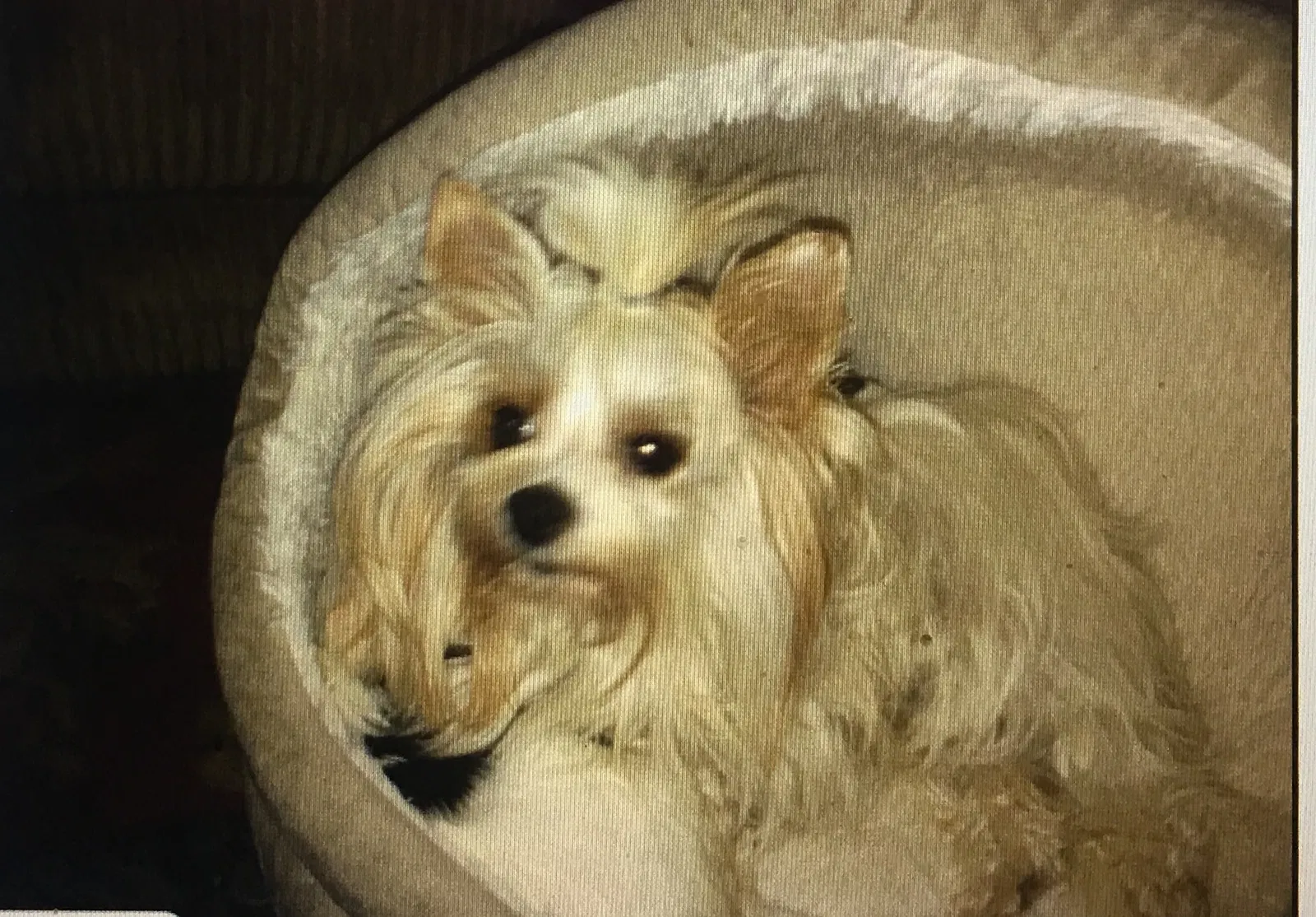 Lost dog in Fresno, CA, 93710