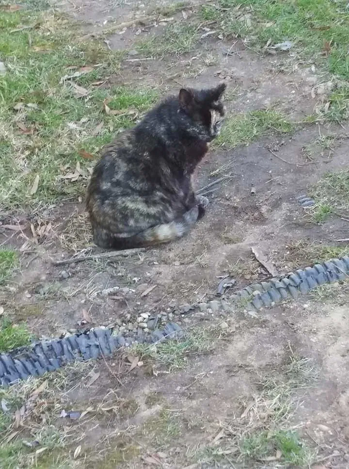 Lost cat in Washington, DC, 20003