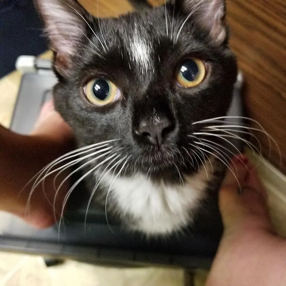 Lost cat in Indianapolis, IN, 46219
