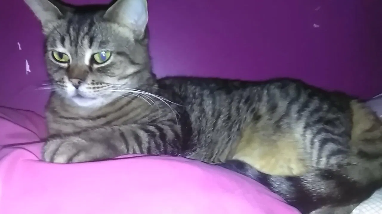 Lost cat in Roseville, MI, 48066