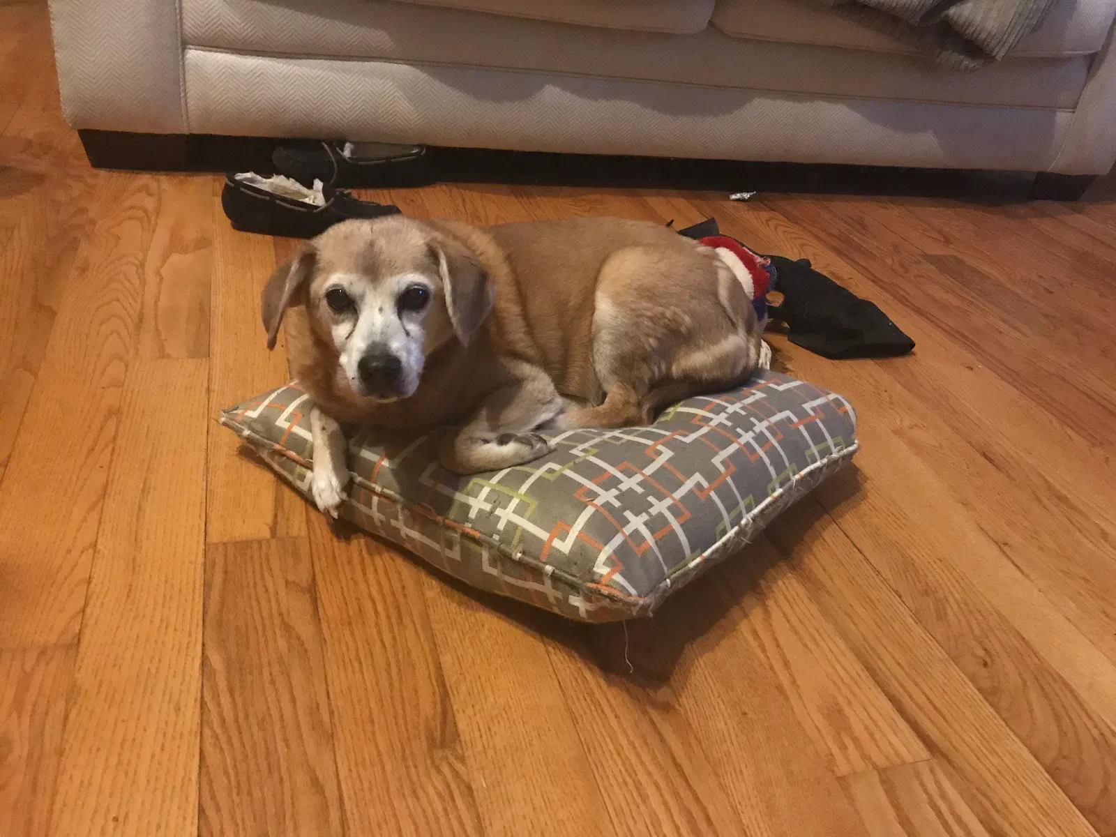 Lost dog in Blacksburg, VA, 24060