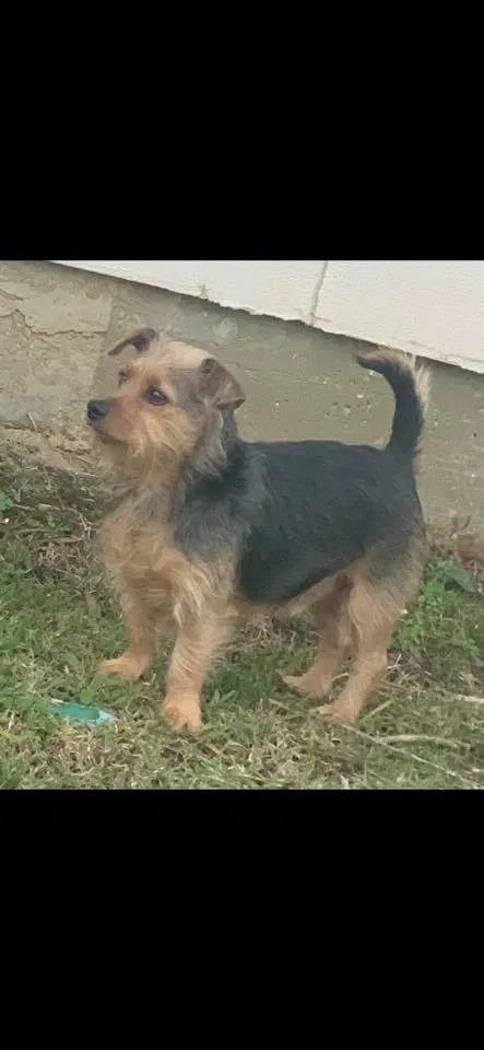 Lost dog in Baton Rouge, LA, 70808