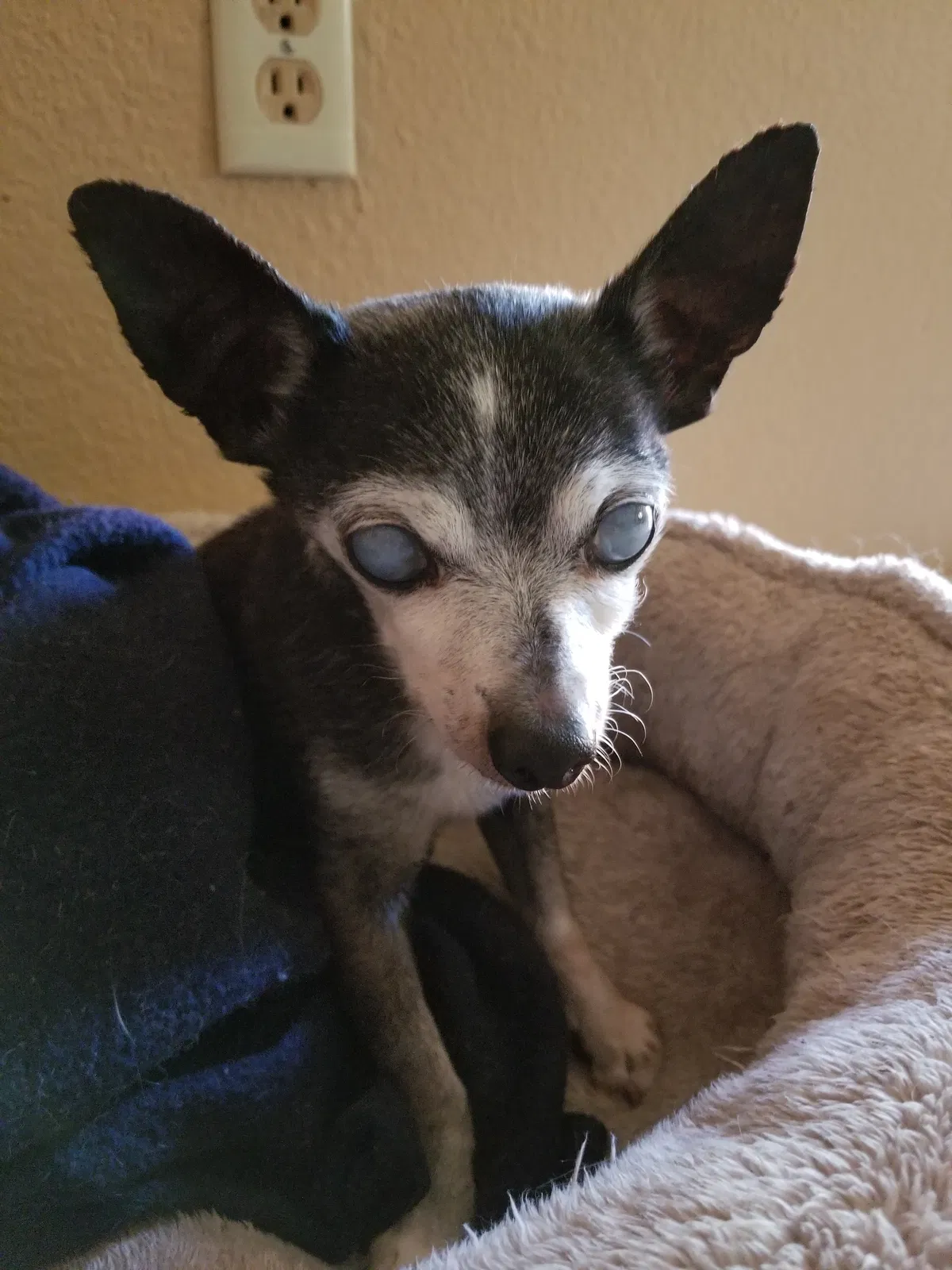 Lost dog in Sacramento, CA, 95823